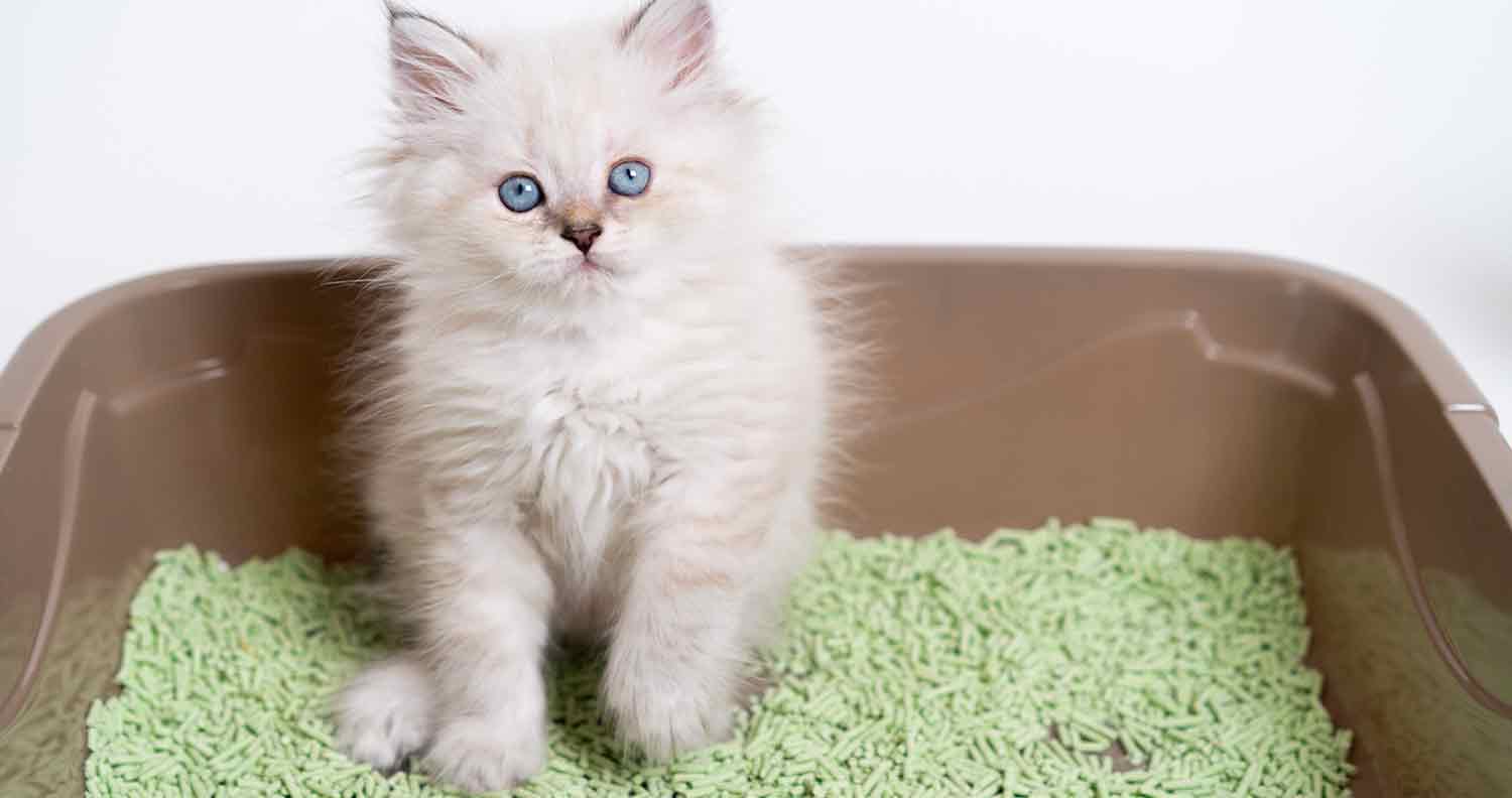 Best Kitten Litter Box (2024): 7 Top Litter Pans For Kittens - We Love Cats  and Kittens